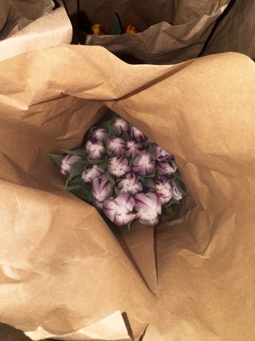 Тюльпаны Средний и крупный Опт