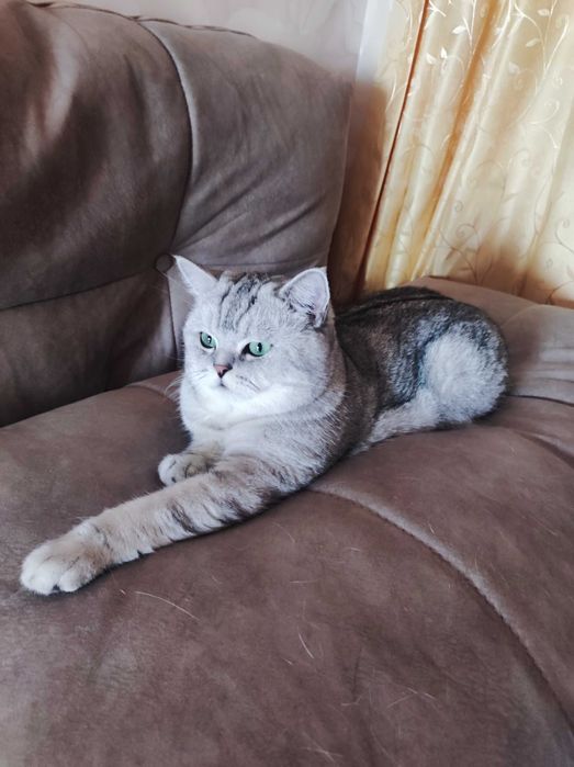 Британская шиншилла на вязку