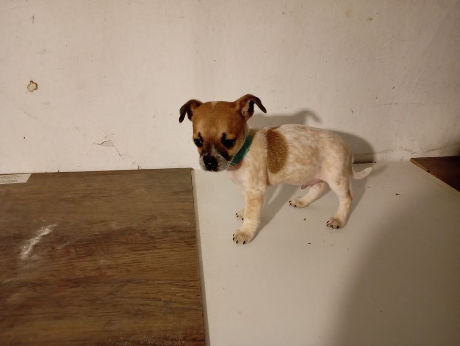 Сладко мини Чихо-пинчер (момче)