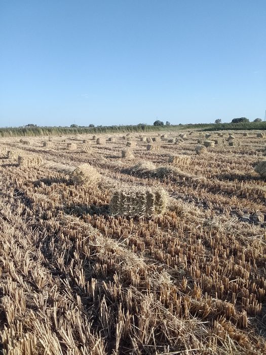 Сабан пресс бар бау камыс бар