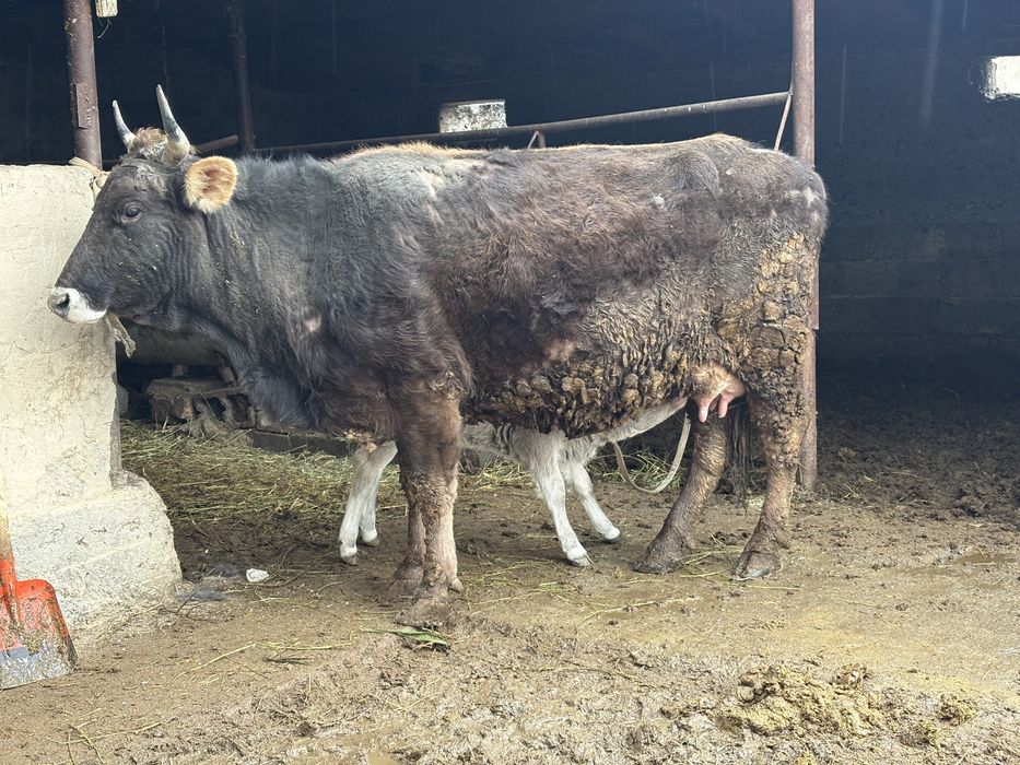 Бұзаулы сыйыр сатылады