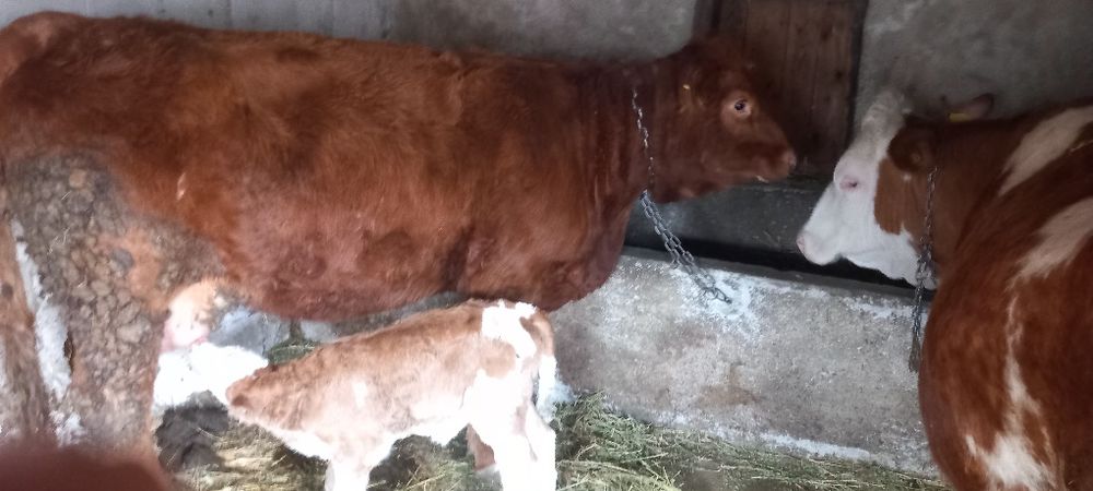 Vaca Limousine metis la prima fatare