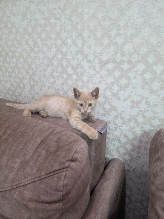 Отдам в хорошие заботливые руки котенка