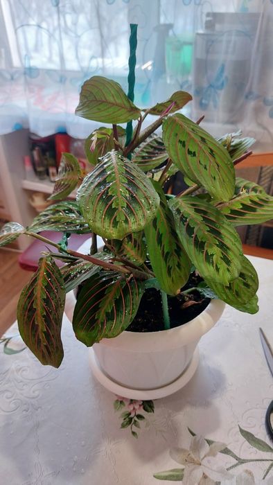 Красивая Маранта в цвету