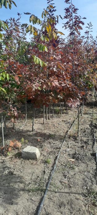 Copaci foiose plante ornamentale