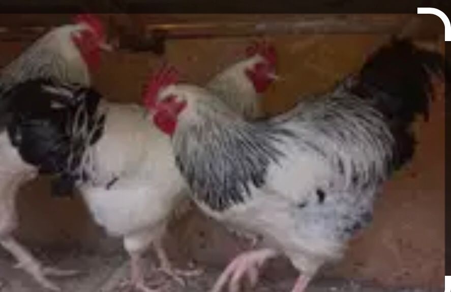 Oua incubator rase mare deosebite