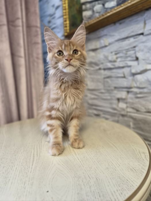 Котёнок мейн-кун  продажа