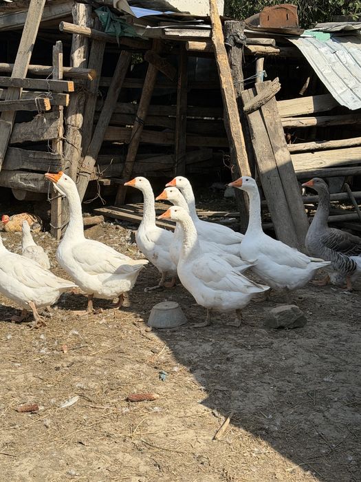 Gâște / Rațe de curte