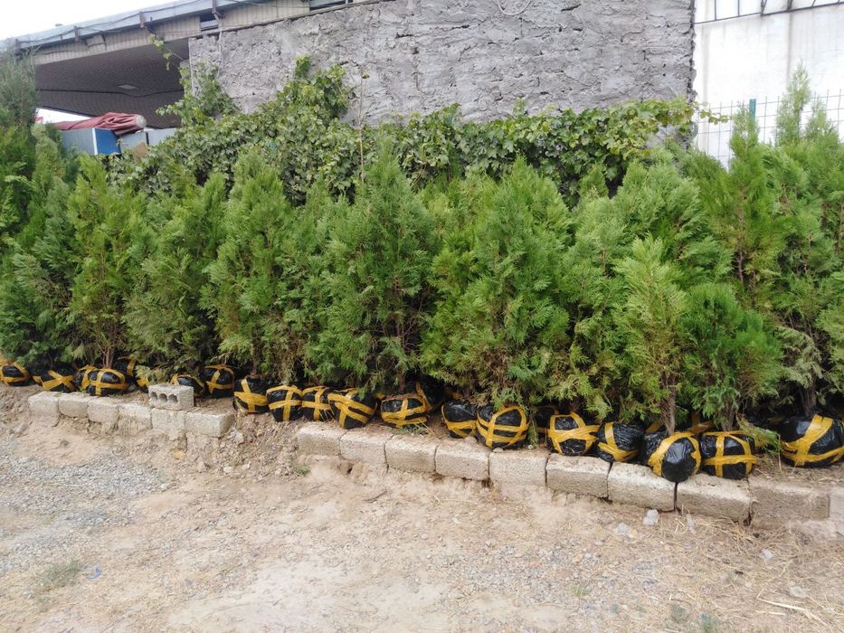 Archa kitob va Qrim sasnalar sotiladi