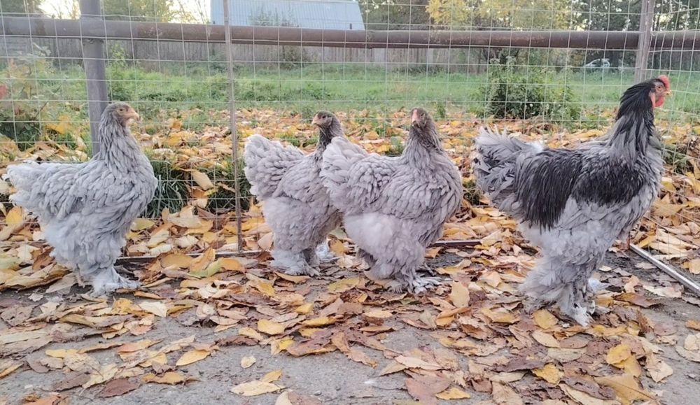 Ouă găini brahma pentru incubat