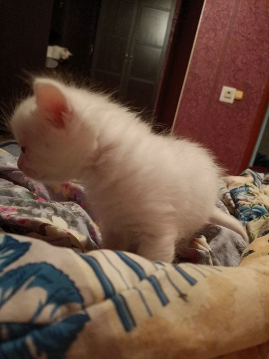 Добрые руки Котята