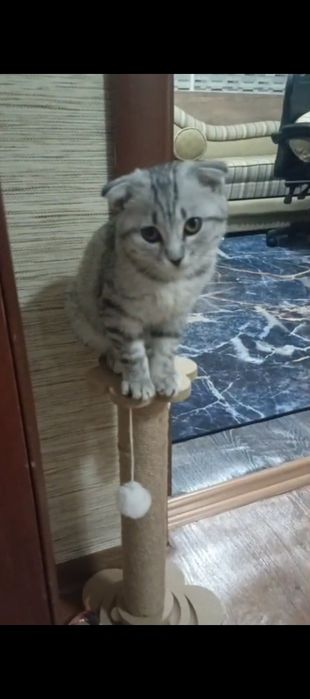 Продам котенка девочку