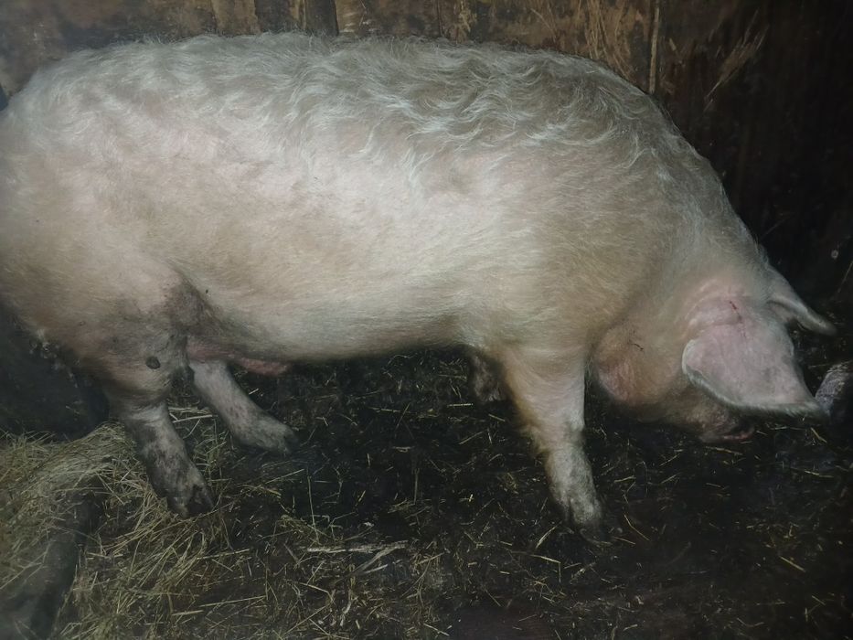 Хряк в работе...