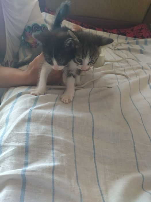 Отдам в хорошие руки котят