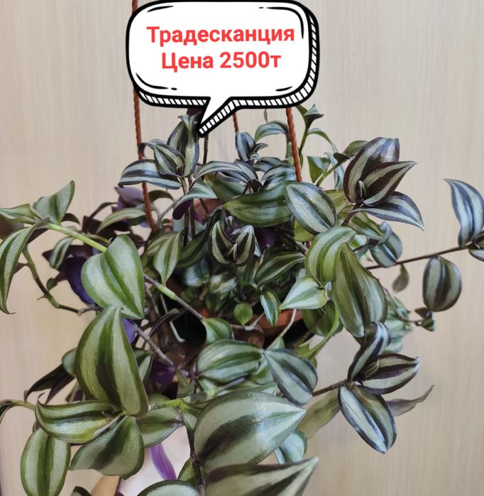 Продам комнатные цветы!