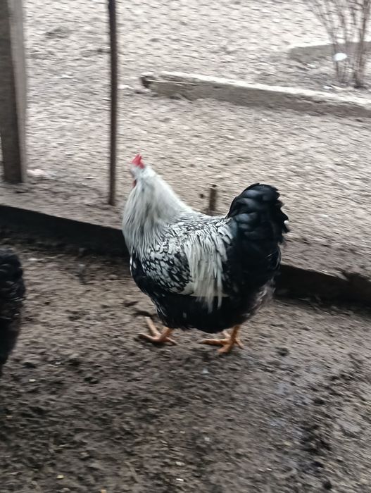 Cocoși Wiandotte Argintiu