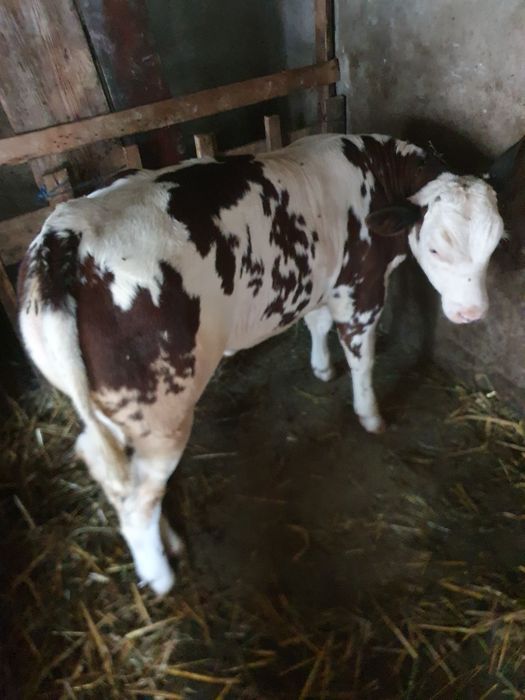 Vaca cu vitea de vanzare