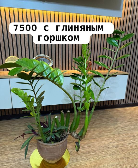 Продам разные комнатные цветы от 2000
