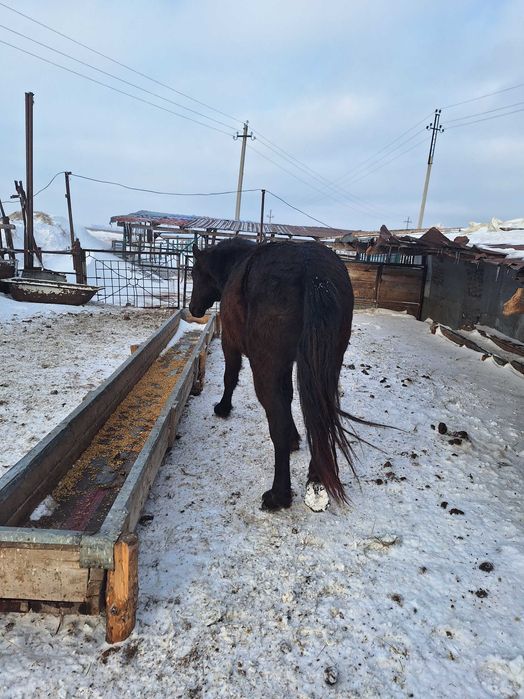 Продам жеребца полутяж.