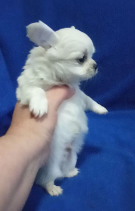 Для ценителей породы