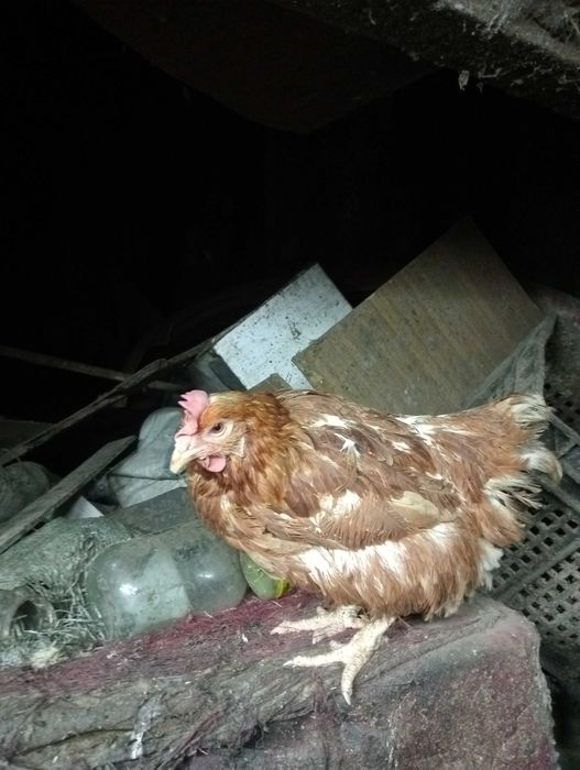 Куры несушка красная