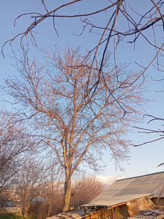 Орех дерево продается