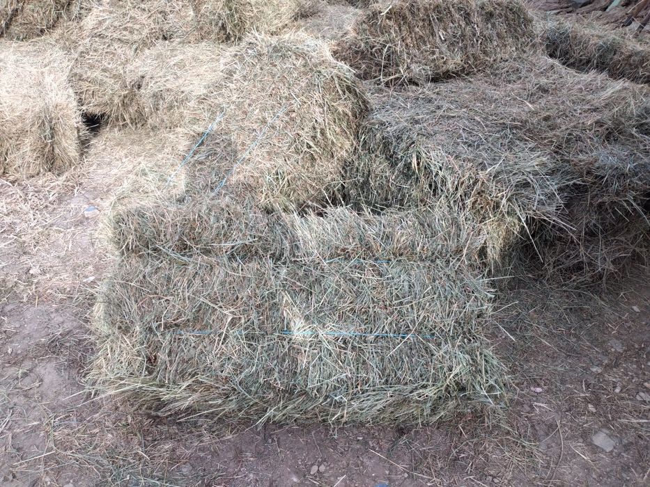 Baloți de otavă si lucerna de vânzare