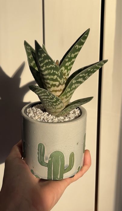 Aranjament floral Suculente