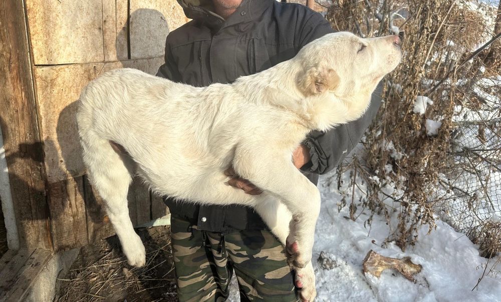 Щенки алабай 3.5 мес