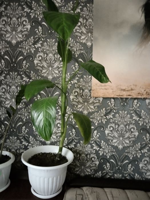 Цветы комнатные не дорого