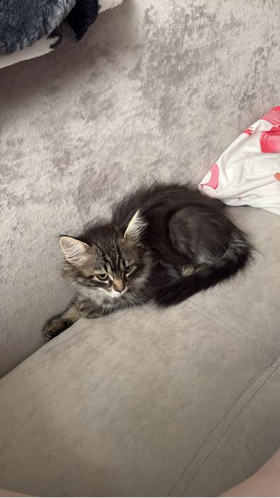 Отдам котенка возвраст 3 месяца