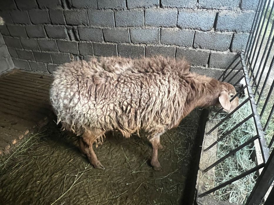 Арашан қошқар мен буаз қой