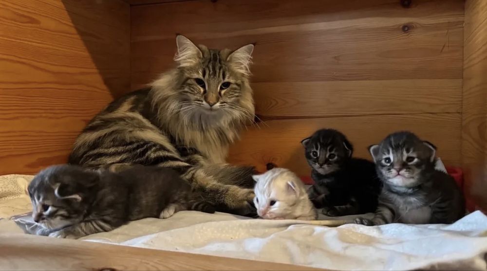 Norvegiana de padure