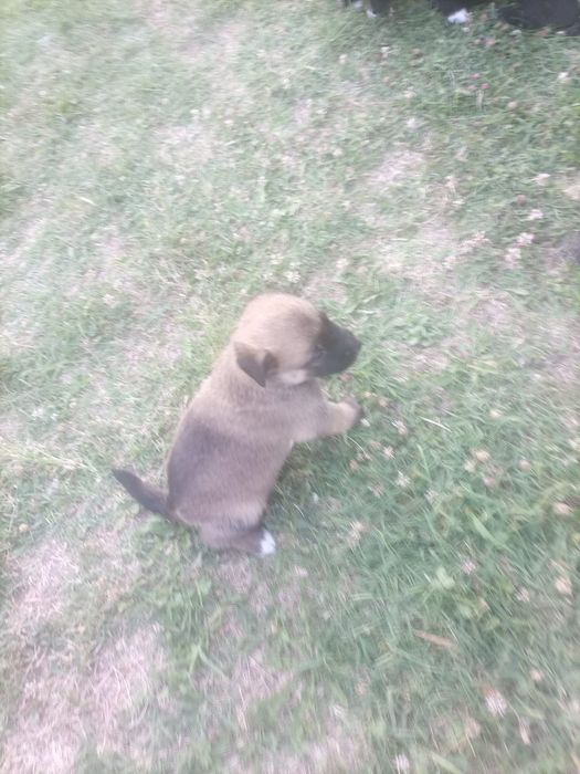 Donez catei rasa malinois