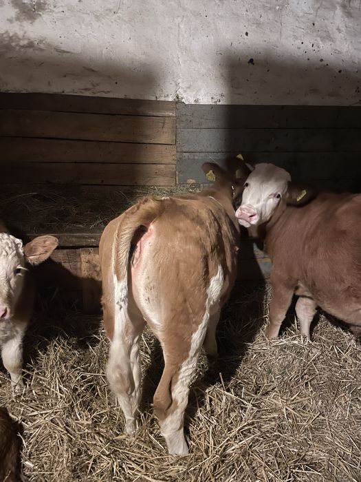 Vand 1 vitel si o vitea