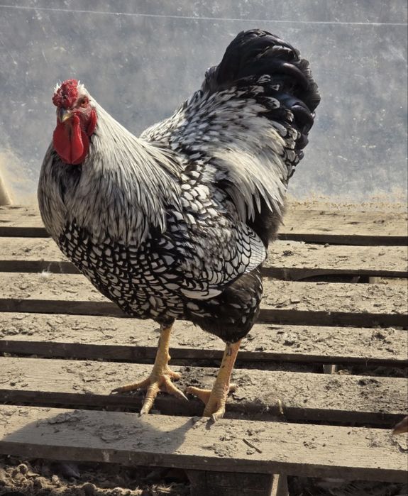 Cocoș din rasa wyandotte argintiu.