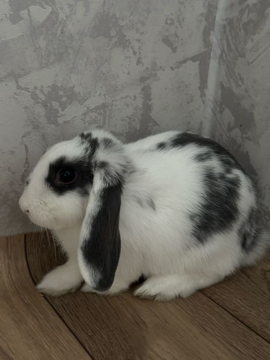 Декоротивный кролик