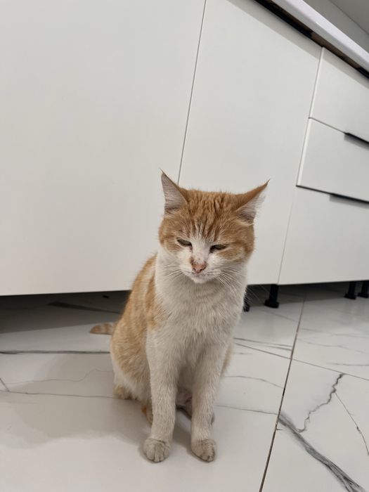 Отдам в хорошие руки кошку
