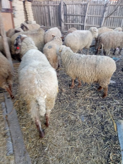 Vând berbeci si oi grase