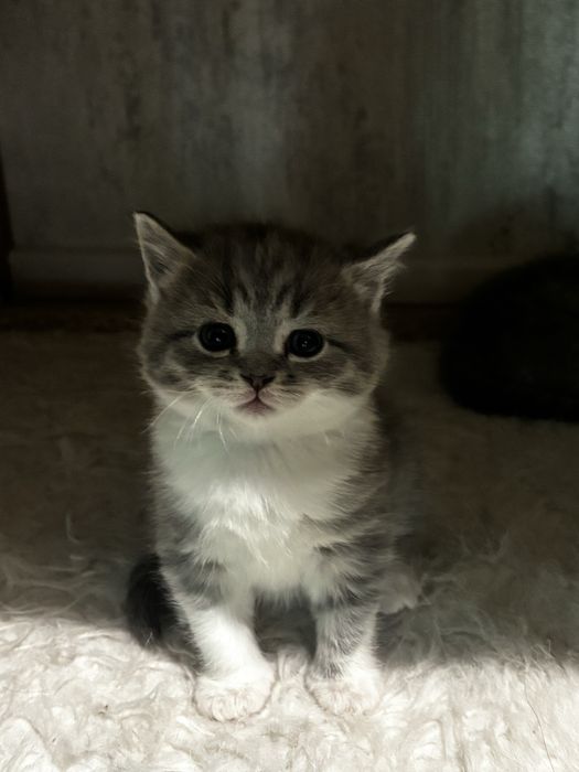Продам котенка девочку