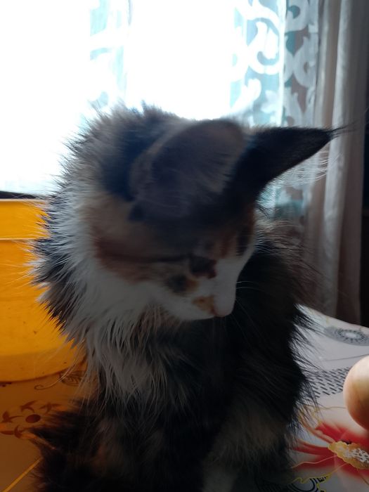 Котёнок мейн-куна