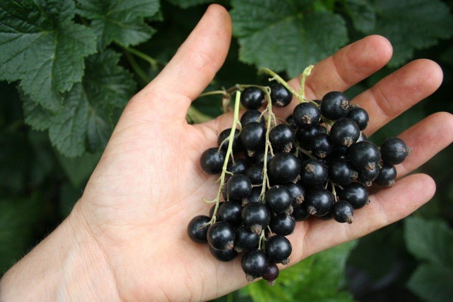 Продам саженцы черной смородины