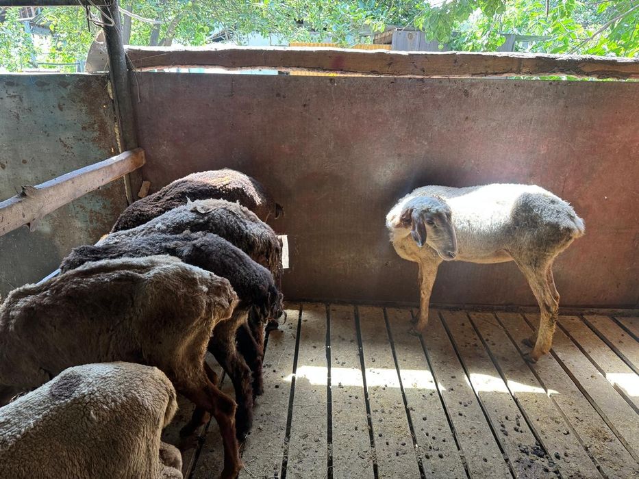 Срочно продам овец