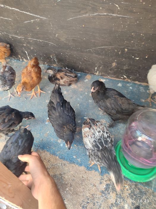 Продам Домашних Цыплят