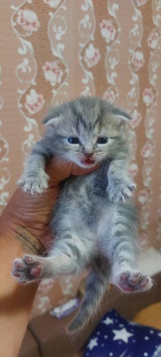 Продам шотландских котят