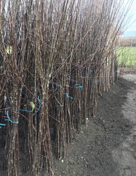 Pomi fructiferi certificați fitosanitar.