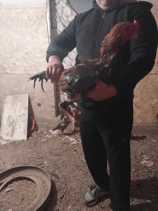 Дакан туляк 2 года не болеет