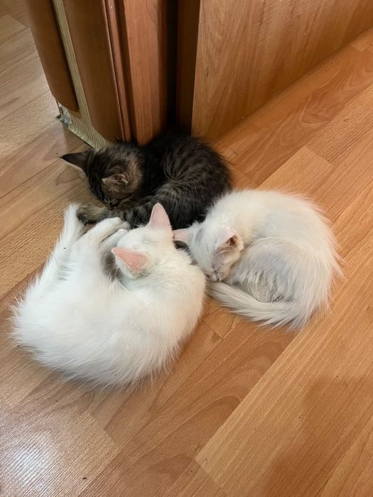 Отдаю котят в добрые руки