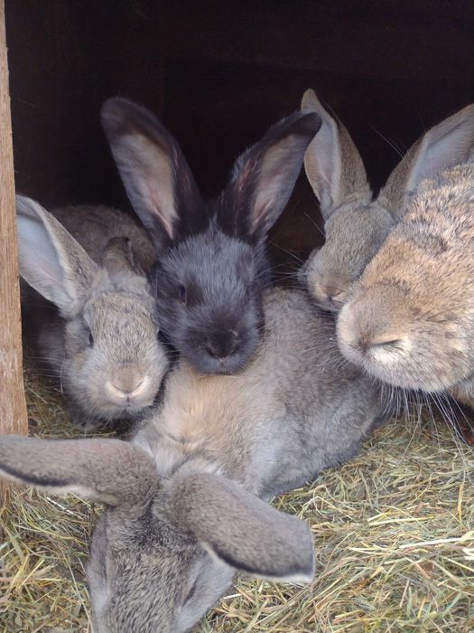 Vând iepuri mari și mici