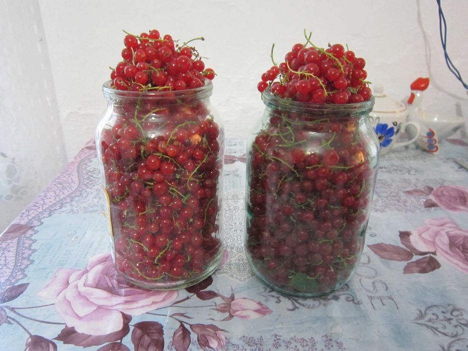Смородина красная